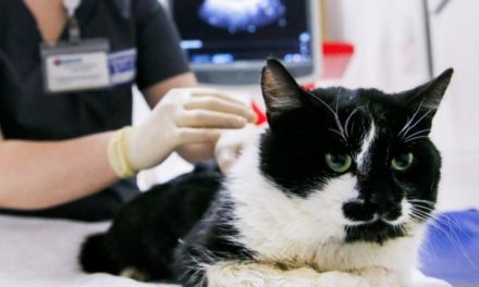 Coronavirus: Pet cat found to have virus in UK