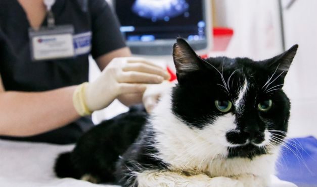 Coronavirus: Pet cat found to have virus in UK